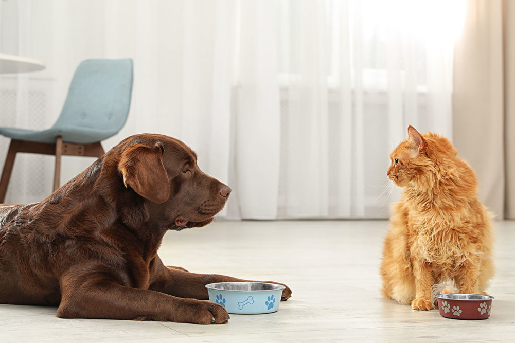 Pet owners solidify bond with fourlegged companions Pet Food Processing